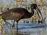 Africa 151 : Africa, Animal, Bird, Botswana, Okavango, Open-billed Stork, Vumbura Plains